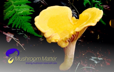 New name, logo and slogan for the international Mushroom news site!