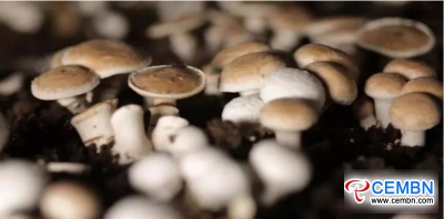 Inner Mongolia: Trial planting of Agaricus arvensis got succeeded