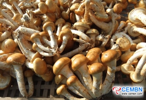 Liaoning Shengfa Market: Analysis of Mushroom Price