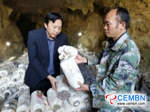 5000 mushroom sticks experimentally cultivated in karst cave boom