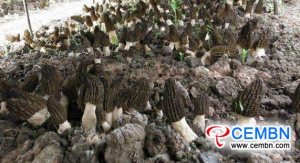 Two key elements that guarantee the success of Morels cultivation in early spring