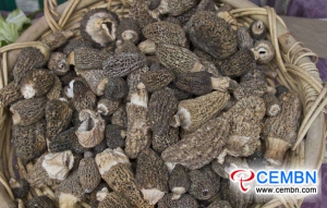 Morel cultivation thrives in Sinkiang of China