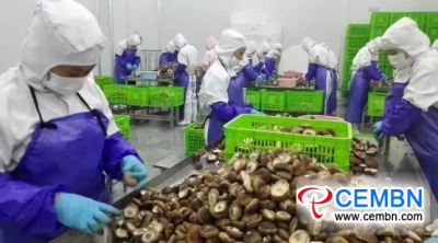 China’s Horizon: Growth or decline regarding export of dried mushrooms in first half of 2018?
