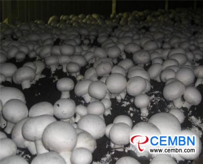Variety improvement and application of Button mushroom in China