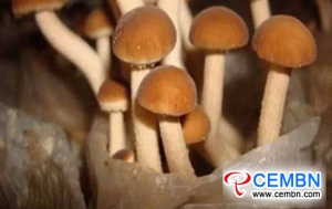To rise the biological conversion rate of Agrocybe cylindracea, what should growers do?