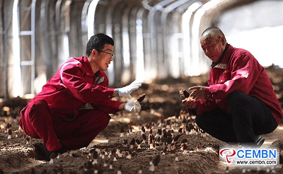 Morel mushrooms artificially cultivated in this cooperative are coming into season