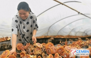 Sichuan Province: By growing Reishi mushrooms, 200,000 CNY of profits could be netted in 4 months