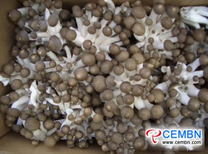 Yunnan Guanshang Market: Analysis of Mushroom Price