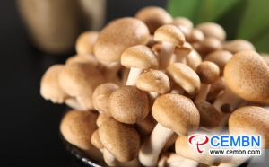 Inner Mongolia Dongwayao Market: Analysis of Mushroom Price