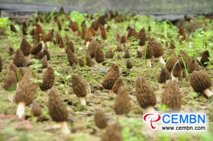 Yunnan Province: Artificially-cultivated Morel mushrooms are in harvest period
