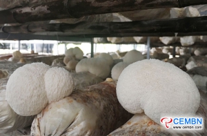 How to prevent and control fruiting bodies of Hericium mushroom from turning red and yellow?