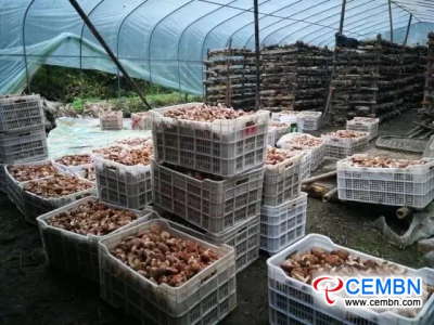 Feidi Mushroom Garden offers juicy harvests