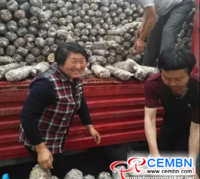 Trial summer mushroom production was launched