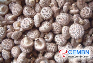 Mushroom industry is in rapid development trend