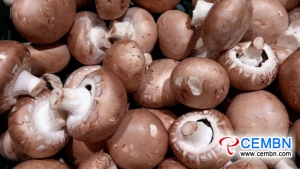 Anhui Zhougudui Market: Analysis of Mushroom Price