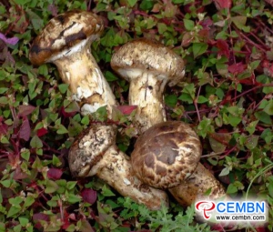 Tibet of China: Characteristic mushroom road has been exploited