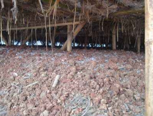 Mushroom cultivation twinkles as a sunrise industry