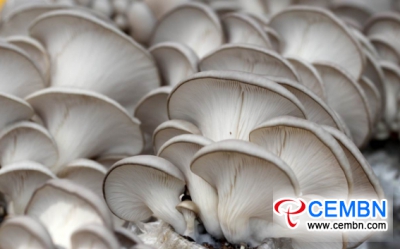 Anti-season Oyster mushrooms are coming into the market