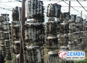 Heilongjiang Province: Black fungus industry blooms