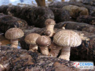 Baishan Mushroom Cooperative: Shiitake mushroom farming accomplishes a great dream