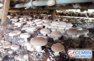 Shiitake mushroom garden breeds great prosperity