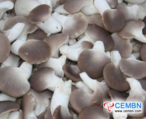 Guangdong Haijixing Market: Analysis of Mushroom Price