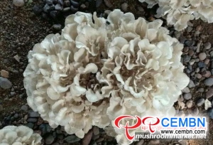 Chestnut mushroom industry leads quick development trend