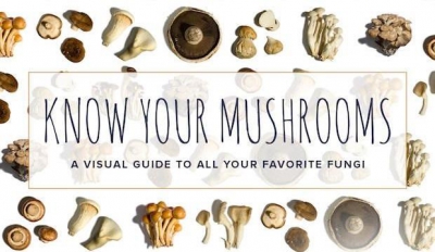 The Ultimate Guide to Mushrooms