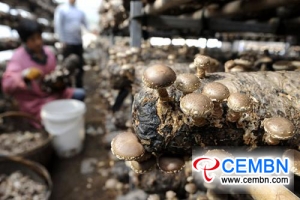 Revenues on mushroom cultivation is 50-fold higher than corn farming
