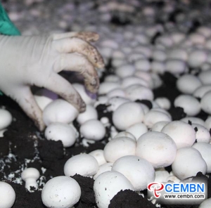SPECIAL NEWS: Development Analysis of Chinese Industrialized Button Mushroom Industry