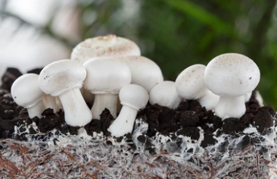 Making houses out of mushroom bricks