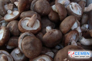 Shandong Jining Market: Analysis of Mushroom Price
