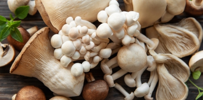 European mushroom market continues steady growth driven by changing consumer demand
