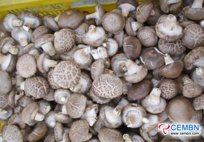 Shaanxi Xinqiao Market: Analysis of Mushroom Price