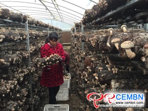 Nanyang City: Value of mushroom export obtained 880 million USD in 2017