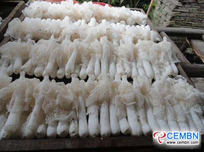 Bamboo fungus cultivation drives farmers to become affluent