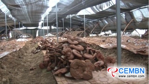 Artificial planting of Reishi mushroom got succeeded