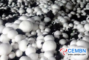 Wenling City realized industrialized and intelligent cultivation mode of Button mushroom