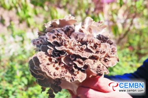 Trial Grifola frondosa farming got succeeded in a soilless and wild-imitating pattern
