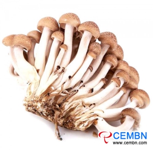 Guangdong Jiangnan Market: Analysis of Mushroom Price