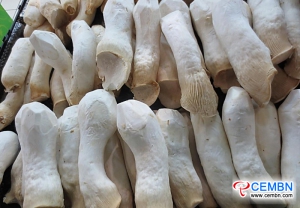 Jiangsu Huaixiang Mushroom Garden: Daily output on fresh Pleurotus eryngii comes to 50 tons