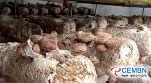 Shiitake mushroom industry predicts 30 million CNY of annual output value in this county