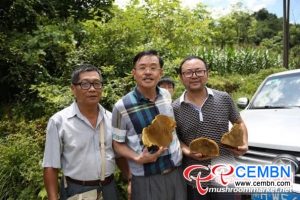 Rare Wild Phellinus igniarius found in China