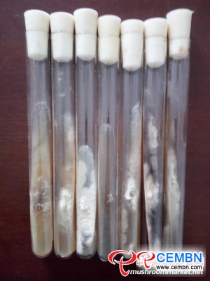 Artificial domestication of wild Coral fungus: Formula of mother strain was singled out