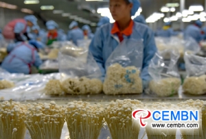 Industrialized mushroom production enhances benefits while providing jobs