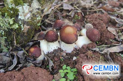Minquan County drives masses to end poverty and become rich through mushroom cultivation