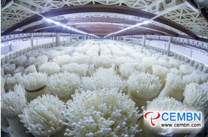 Mushroom industry of the city leads favorable situation