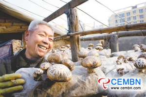 Scent of Shiitake spreads into growers’ heart