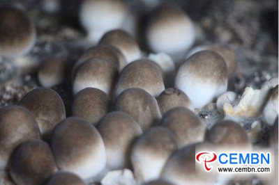 Derun Mushroom Farm: Peak marketing time of Straw mushroom sets in