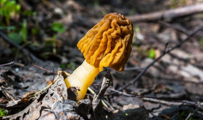 Go on a Morel hunt!